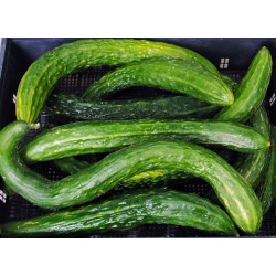 snake cucumber plant Chinese Snake Curved Cucumber