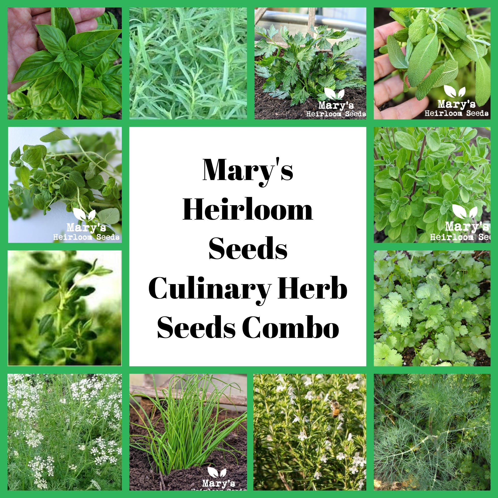 garden herbs seeds Culinary Herb Seeds Combo Pack