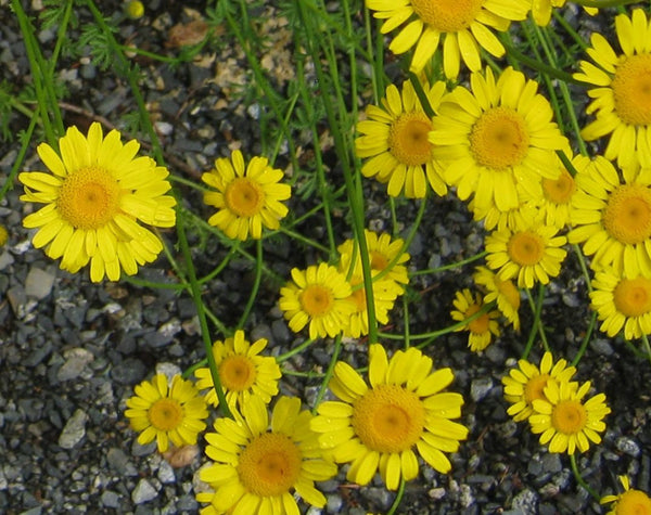 marguerite flower seeds Marguerite Daisy or Dyer's Chamomile – Mary's Heirloom Seeds