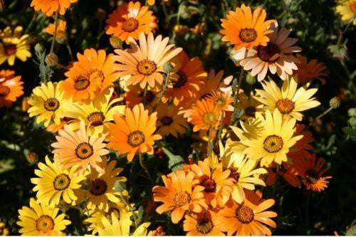 planting african daisy seeds African Daisy Mix – Mary's Heirloom Seeds