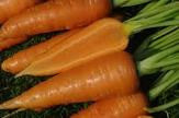 Danver's Half-Long Carrot