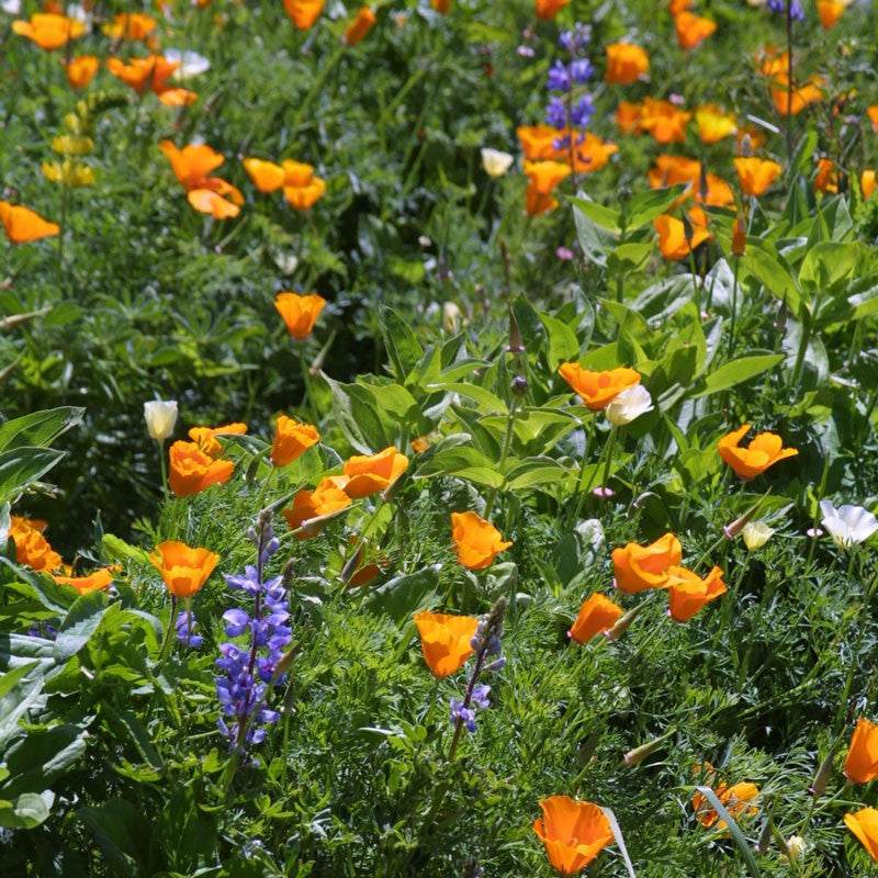 bulk meadow flower seeds Deer Proof" Garden Mix Wildflowers BULK – Mary's Heirloom Seeds