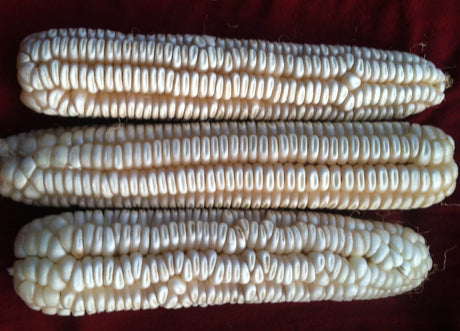 Hickory Cane Dent Corn