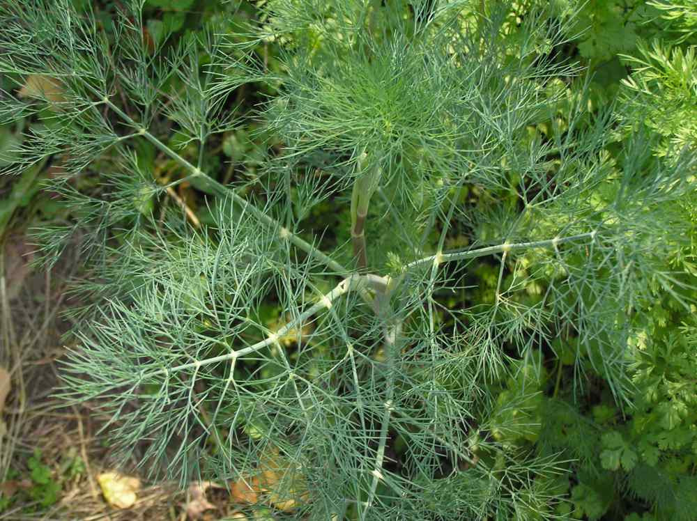 Dill Mammoth