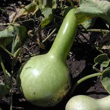 Dipper Gourd