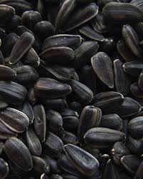 Black Oil Sunflower Sprouting Seeds – Mary's Heirloom Seeds
