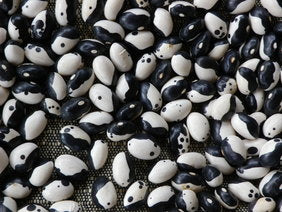 Calypso Bush Beans