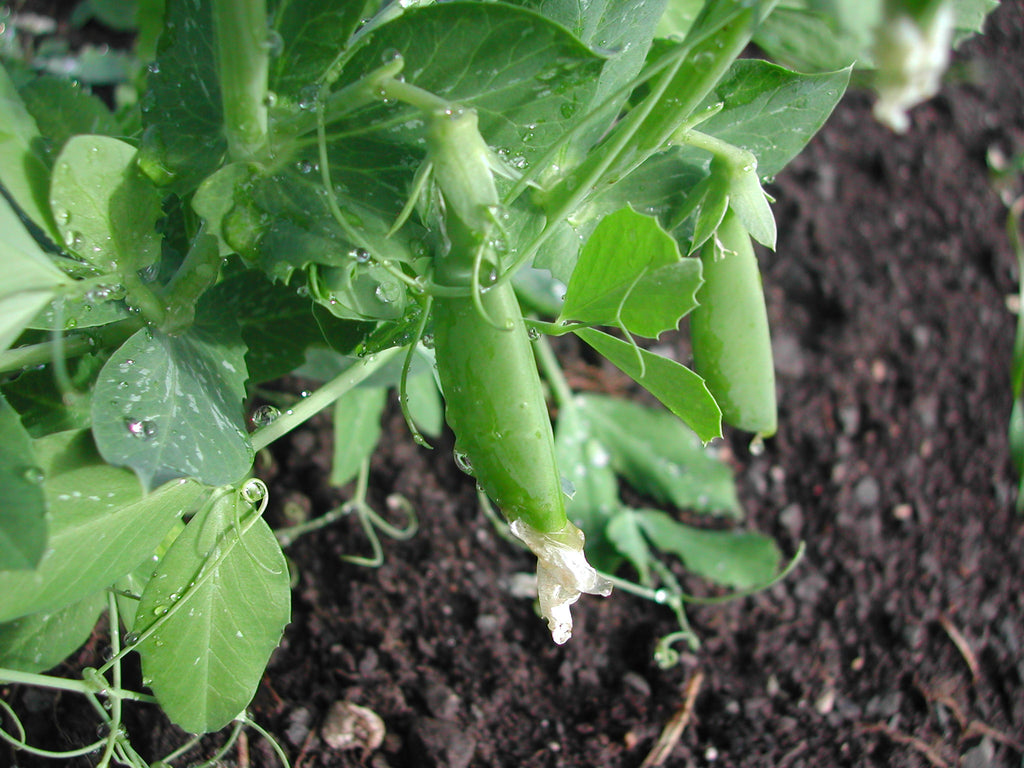 Sugar Ann Snap Pea