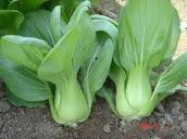 Extra Dwarf Pak Choy Cabbage