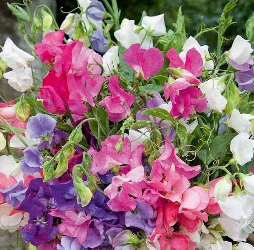 Sweet Pea, Bijou Dwarf Mix