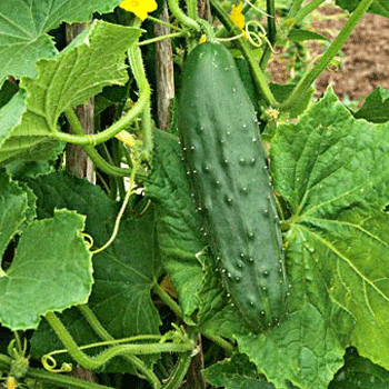 full grown cucumber plant Early Fortune Cucumber