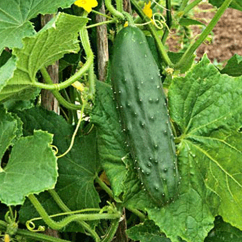 Early Fortune Cucumber