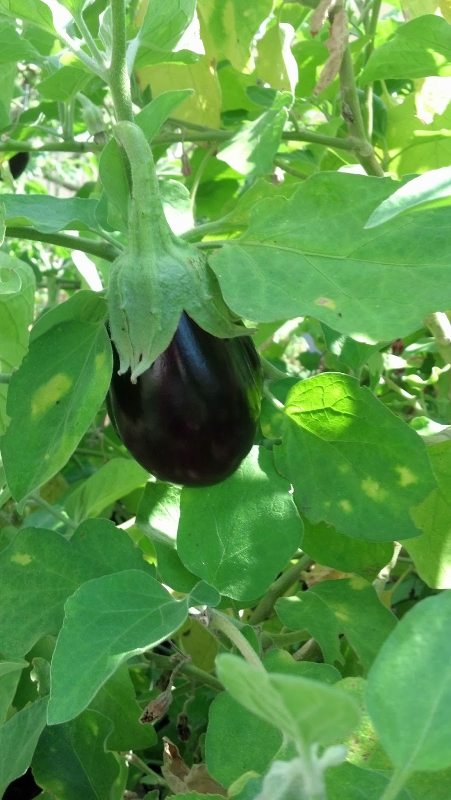 Black Beauty Eggplant