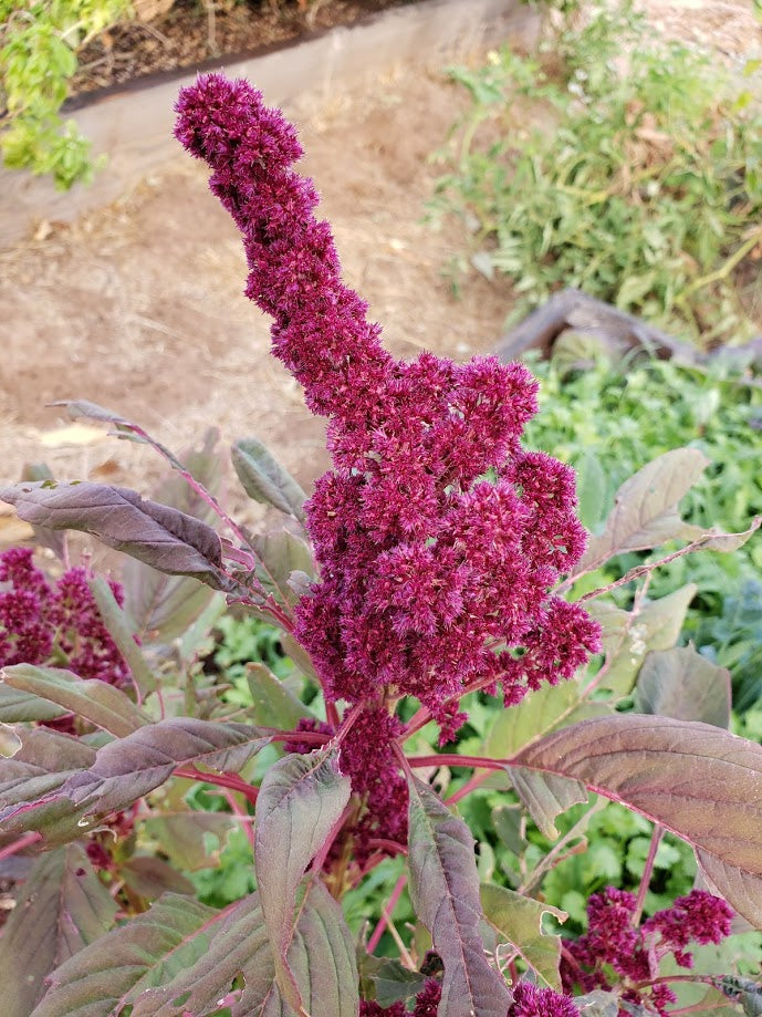 Elephant Head Amaranth