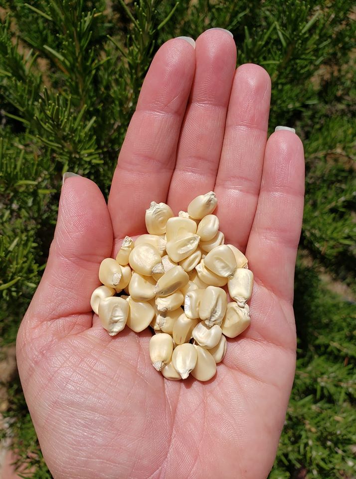 white corn seeds for planting Eureka Ensilage Dent Corn – Mary's Heirloom Seeds