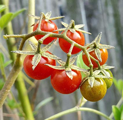 Wild Everglades Tomato