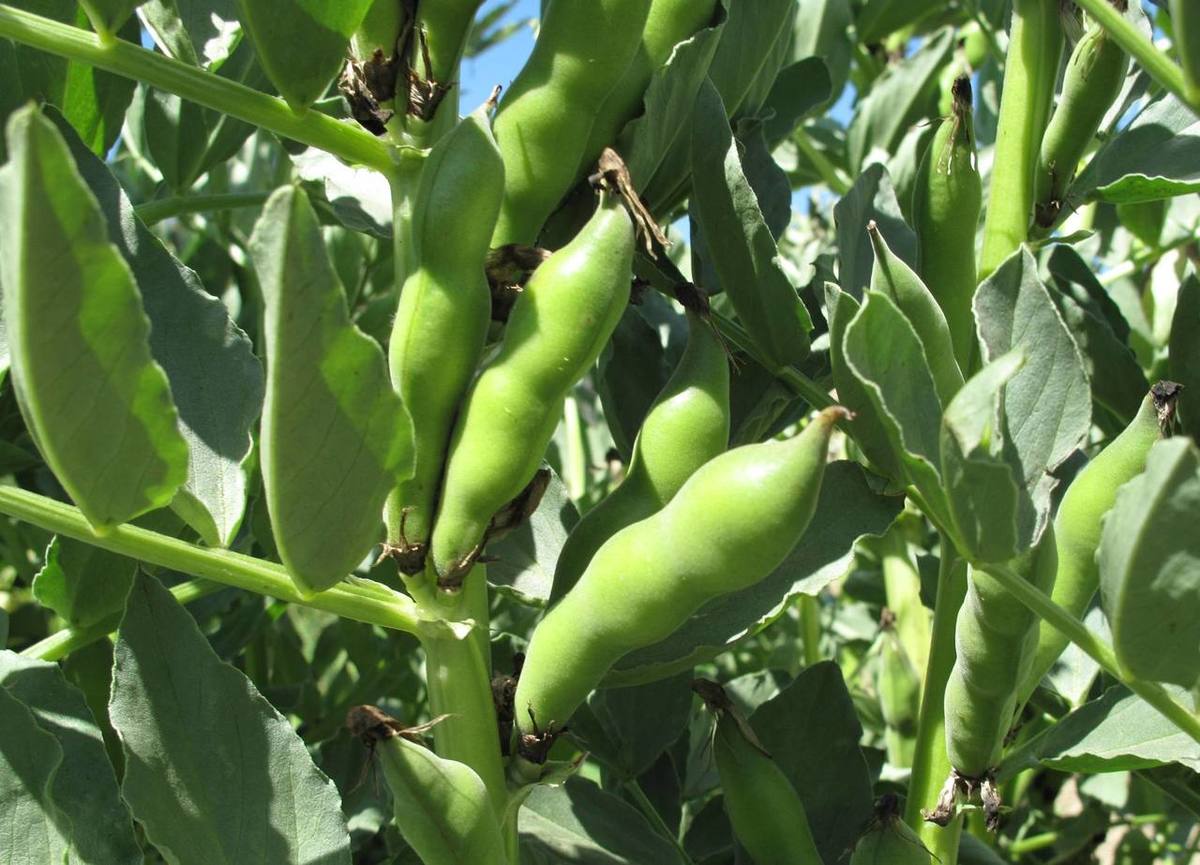 Mary's Heirloom Seeds Broad Windsor Fava Bean