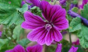 French Hollyhock