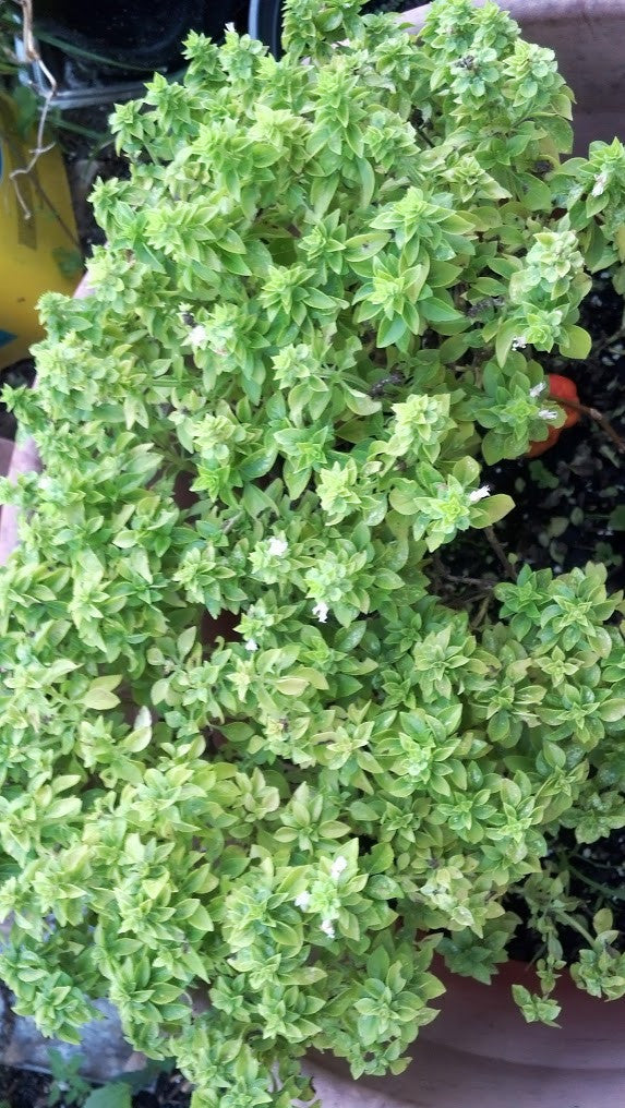 Fine Verde Basil