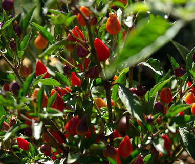 Firecracker Hot Pepper