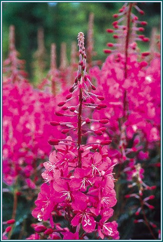 planting fireweed seeds FIREWEED