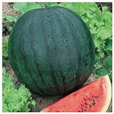 Florida Giant Watermelon