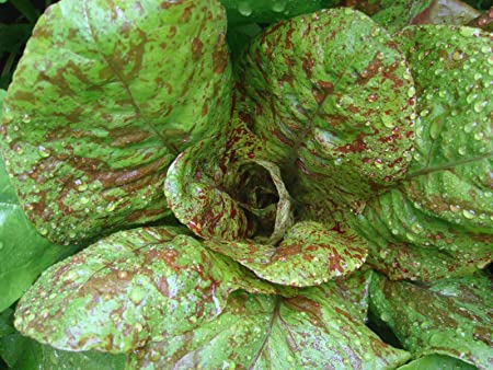 Forellenschluss Lettuce