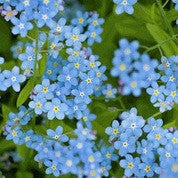 Forget Me Not, Chinese