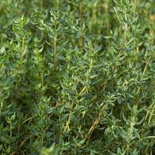 French Thyme