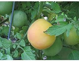 Garden Peach Tomato
