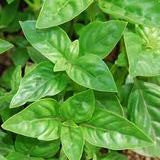 Genovese Basil