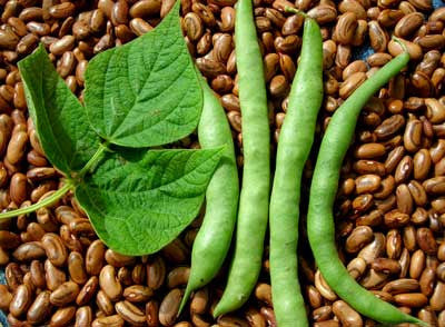 Genuine Cornfield Pole Snap Bean