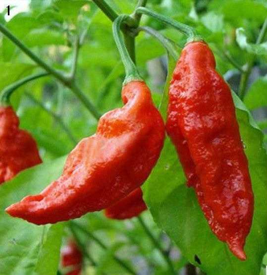 ghost pepper plant seeds Bhut Jolokia Ghost Pepper