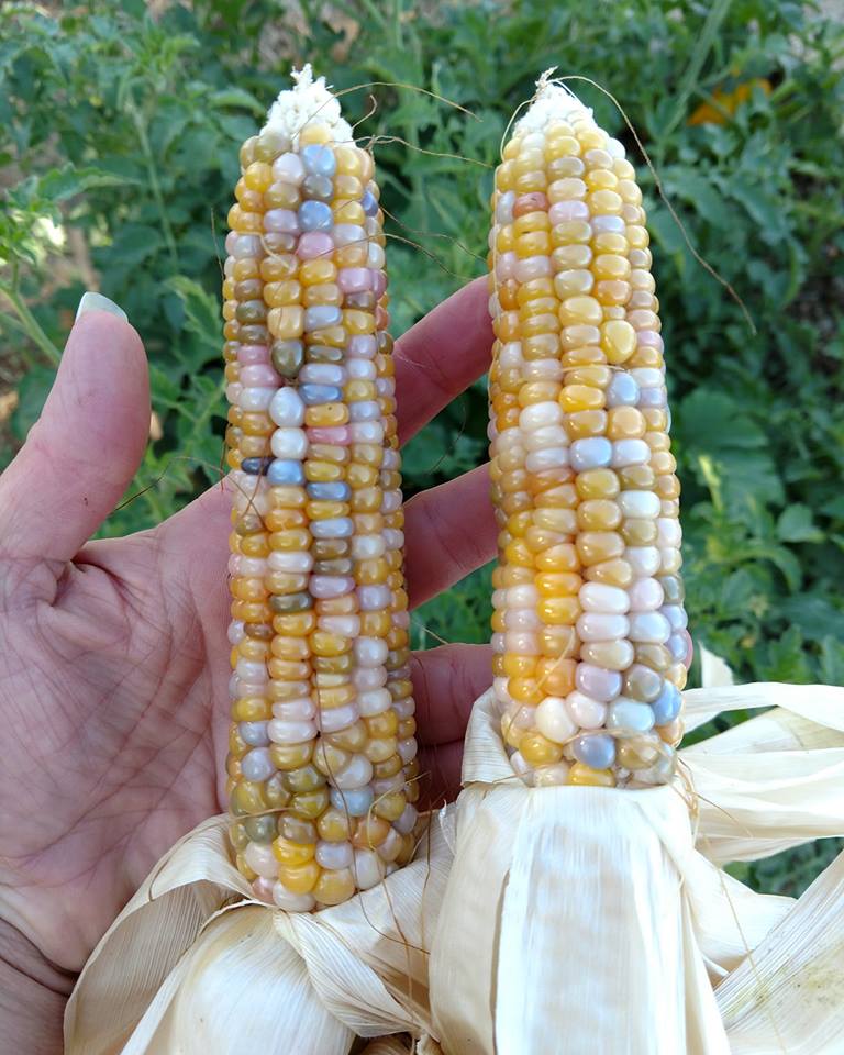 Glass Gem Corn