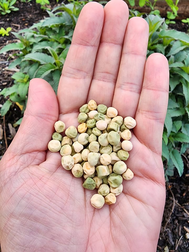 Glory of Devon Pea