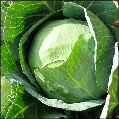 Golden Acre Cabbage