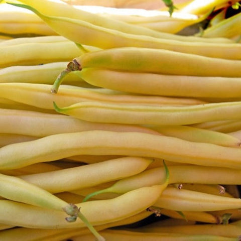 Golden Wax Bush Bean