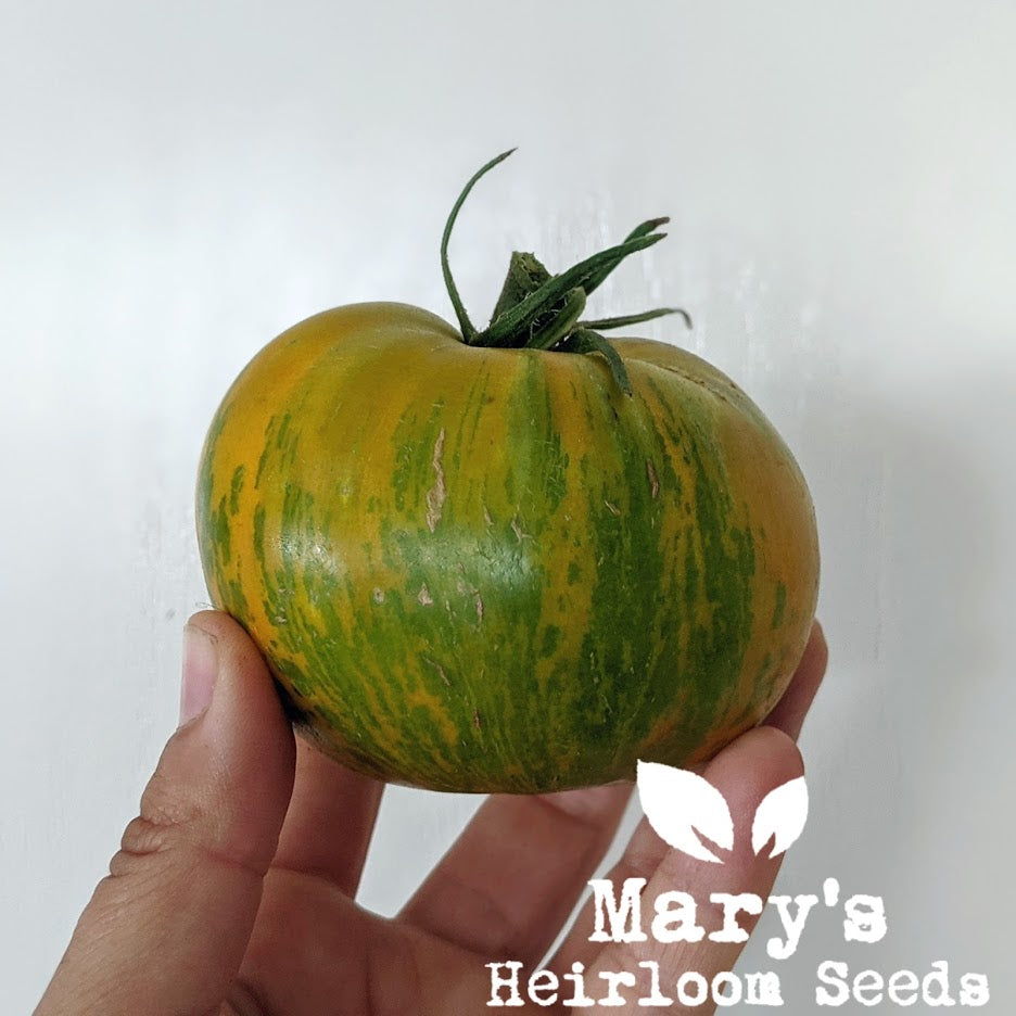 Green Zebra Tomato – Mary's Heirloom Seeds