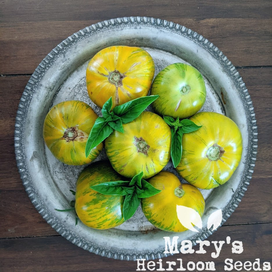 Green Zebra Tomato – Mary's Heirloom Seeds