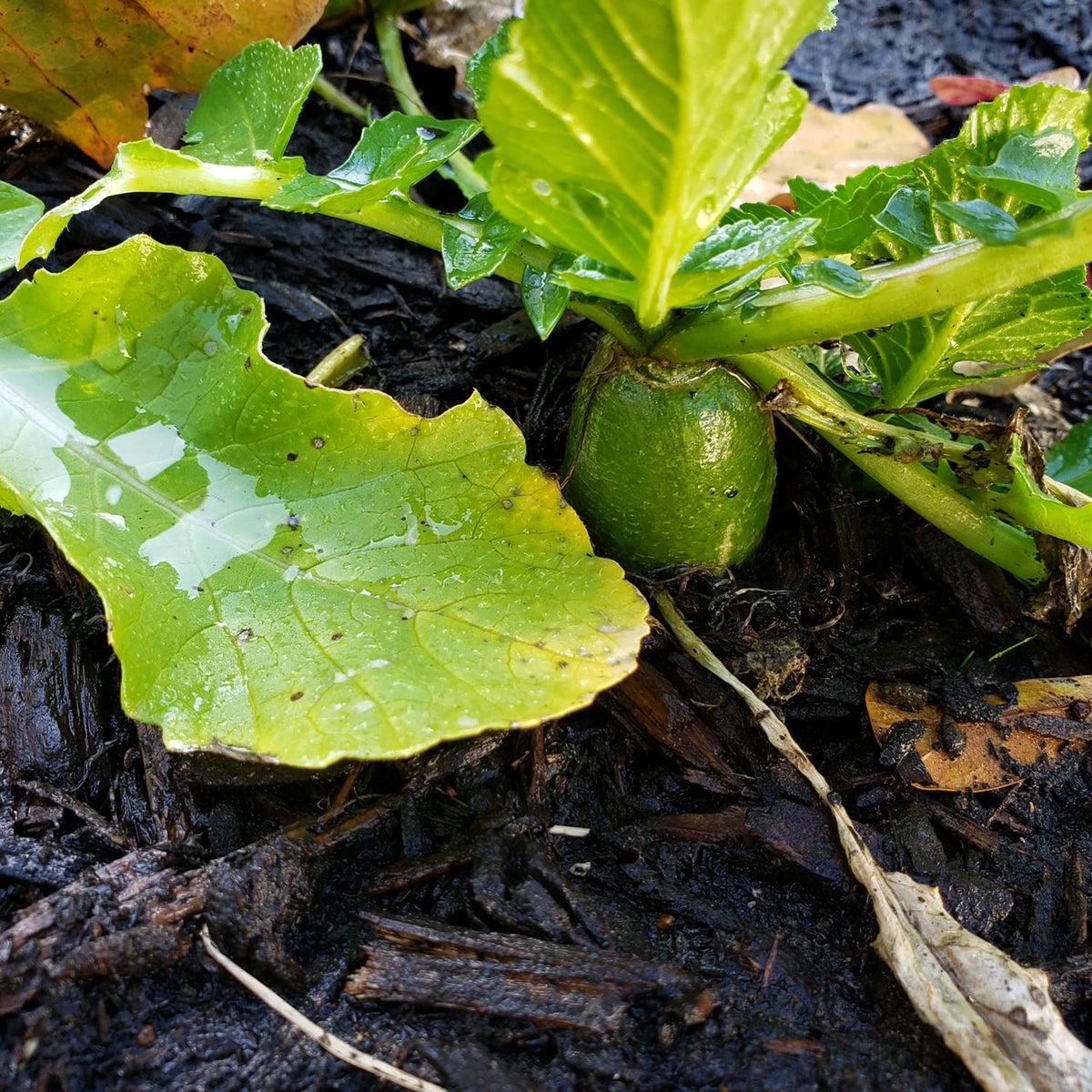Chinese Green Luobo Radish – Mary's Heirloom Seeds