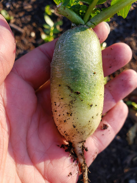Chinese Green Luobo Radish – Mary's Heirloom Seeds