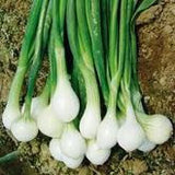 He Shi Ko Bunching Onion