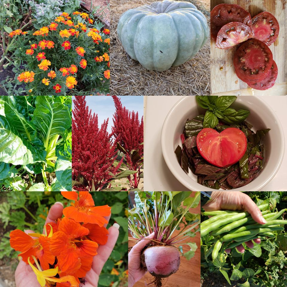 fall garden seed collection Homestead Seed Collection – Mary's Heirloom Seeds