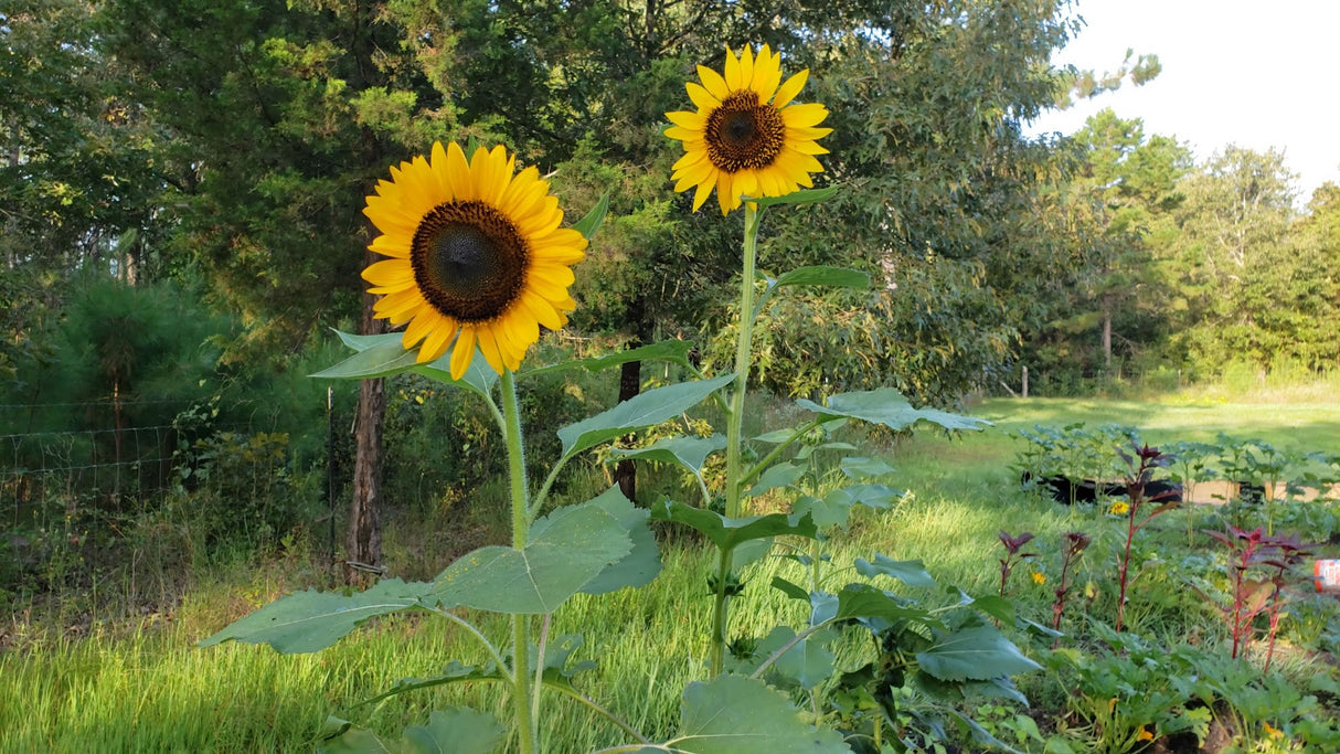 Hopi Black Dye Sunflower