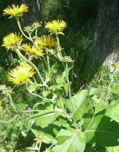 Elecampane