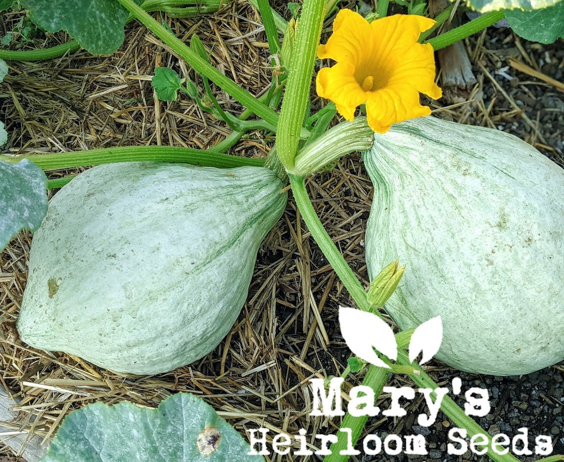 Hubbard Blue Squash