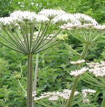 Angelica Archangelica