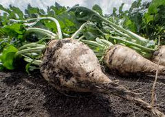 Sugar Beet