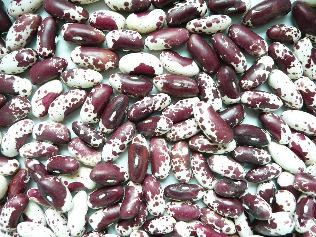 Jacob's Cattle Bean