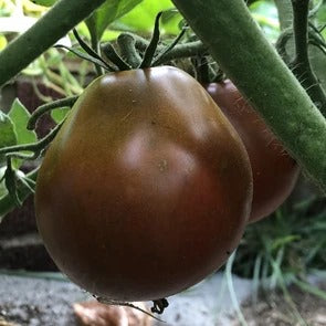 Japanese Trifele Black Tomato